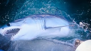 Shark Fishing Nova Scotia  Mako Breach [upl. by Lymn]