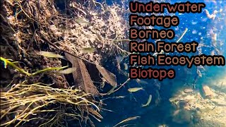 Amazing Real Borneo Biotope Ecosystem  Underwater footage of Borneo Rasbora Tetra Fish [upl. by Lail634]