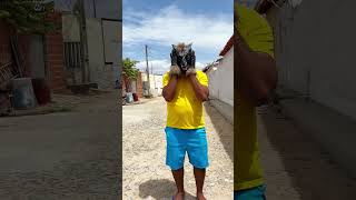 O lobo funny comedy humor shortsvideo [upl. by Ynagoham136]