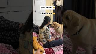 Haan ke haan 😂  labra rubi  youtubeshorts shorts labrador doglover funny cute emotional [upl. by Nrevel]