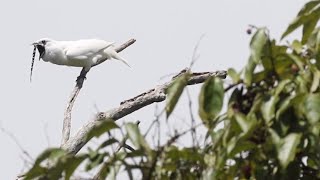 Snippet Watch the world’s loudest bird scream for a mate [upl. by Enixam]