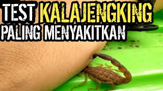 SENGATAN KALAJENGKING LYCHAS MUCRONATUSSTUNG BY A SCORPIONCARA PENANGANAN SENGATAN KALAJENGKING [upl. by Airakaz]