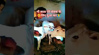 Gau Mata 🐄 Mere Liye Dua 🙏 Karo  Goverdhan Pooja Ki Prathna gaumata prathna goverdhanpooja [upl. by Killian472]