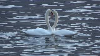 SWANS IN LOVE cigni in amore [upl. by Notlok]