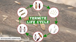 THE LIFE CYCLE OF THE TERMITE [upl. by Annairoc]