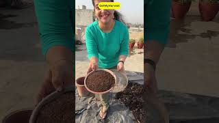 Soil mix recipe for monsoon vegetables and houseplants organicgardening [upl. by Ailuj]