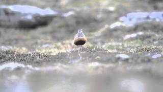 Dotterel Dovrefjell Norway [upl. by Ahsitel]