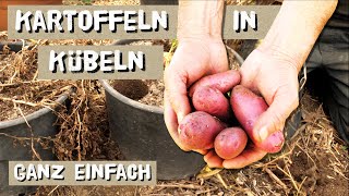 Kartoffeln in Kübeln anbauen  Tipps für eine ertragreiche Ernte [upl. by Tomi]