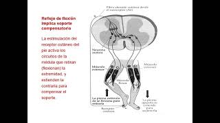 TEORICO NEUROF Parte 59 ”Nervios raquídeos y reflejosquot [upl. by Porter350]