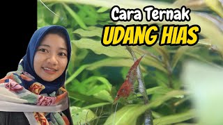 CARA MUDAH TERNAK UDANG HIAS [upl. by Rus]