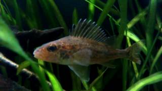 The Eurasian ruffe Gymnocephalus cernua [upl. by Ahsotan]