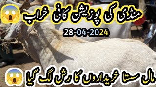 Lalukhait Bakra Mandi Latest Rates amp BargainingBakra Mandi KarachiB4BIRDS [upl. by Duster]