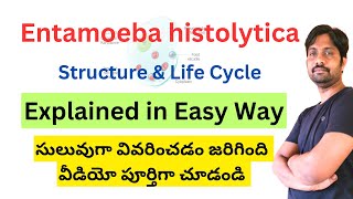 Entamoeba histolytica Structure and Life cycle [upl. by Issi]