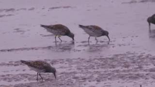 Great Knot Calidris tenuirostris [upl. by Ingemar]