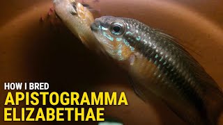 How I Bred Apistogramma Elizabethae at Home [upl. by Etsirhc638]