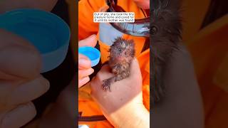 A girl cared for a lost baby marmoset until it was reunited with its mother marmoset animals [upl. by Julee]