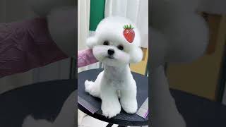 Bichon Frise Style Trimming！ petgroomingscissors cutedog puppy [upl. by Guillemette]