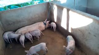 PIGGERY FARM 🐖 ready to sale PIGLETS 1 month oldIHAWALAY napo ang biik [upl. by Eisenstark282]