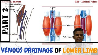 Anatomy  Venous Drainage of Lower Limb  Perforating vein  Made Easy by Dr Laxman Khanal  Part 2 [upl. by Ennaul]