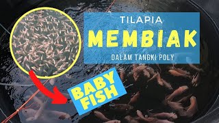 Tilapia dalam tangki poly membiak tanpa sengaja [upl. by Derrej954]