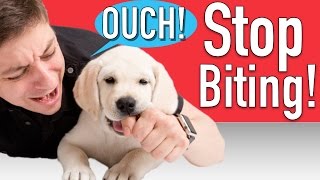 How to Train your Puppy to Stop Biting [upl. by Nolyad]