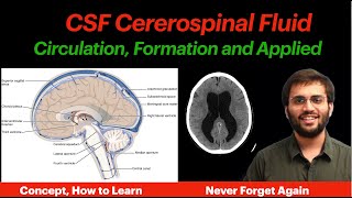 CSF Circulation  Physiology  Formation Properties Hydrocephalus CNS Physiology  Neuroanatomy [upl. by Riella884]