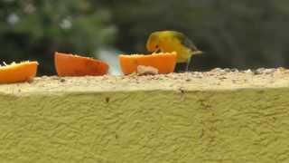 Orange slices warbler bar South Texas April 2013 songbird fallout [upl. by Katharine965]