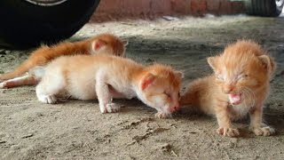 Try to save life of newborn abandoned kittens  Adopted and nursed by Foster Cat Luna [upl. by Sibyl]