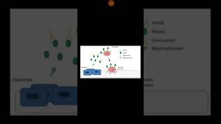 RANKRANKL Denosumab [upl. by Einrae]