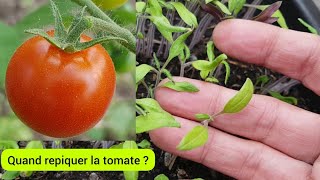 Comment repiquer la tomate  2023 [upl. by Nehtan]