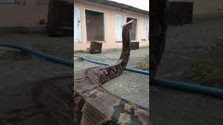 PET PYTHON ESCAPES CAGE AND CAUSES CHAOS IN FAMILYS HOME [upl. by Lief]