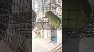 Bolne Wala Tota 🦜🦜 song love parrot [upl. by Hawkins]