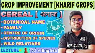 kharif crops cereal information  crop improvement kharif crops  bsc ag 5th semester [upl. by Anoo322]