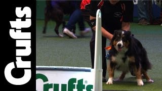 Flyball  Team Finals  Crufts 2012 [upl. by Serrell501]