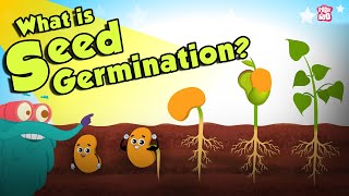 What Is Seed Germination  SEED GERMINATION  Plant Germination  Dr Binocs Show  Peekaboo Kidz [upl. by Eddina]