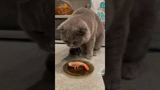 Cat hates shrimp 🍤🤣 [upl. by Heather]