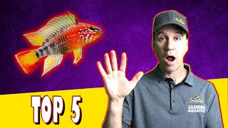 Top 5 Cichlids for Small Aquariums [upl. by Alenoel]