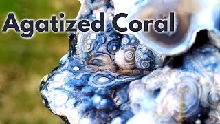 Cutting AGATIZED CORAL Fossils  Botryoidal Agate Geodes  Lapidary [upl. by Pokorny668]