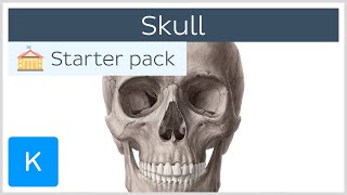 Bones of the Skull Neurocranium and Viscerocranium  Human Anatomy  Kenhub [upl. by Chemesh]