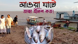 মাওয়া ঘাটে তাজা ইলিশের দাম  Mawa ghat tour 2024  mawa ghat [upl. by Costanzia]