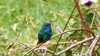 Le vol du colibri  Hummingbird fly  San Gerardo de Dota  Costa Rica [upl. by Nicole]