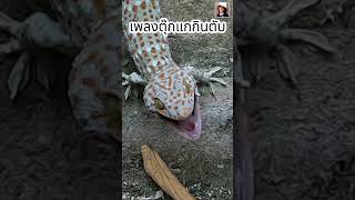 shorts เพลงตุ๊กแกกินตับ ตุ๊กแก เพลงตุ๊กแก gecko geckos geckosound [upl. by Justina]