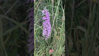 Orchid on the Tissington trail [upl. by Animlehliw]