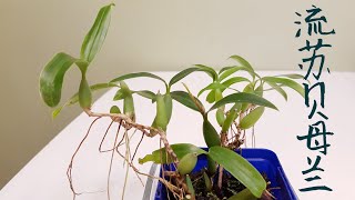 Coelogyne fimbriata 流苏贝母兰 [upl. by Conrad]