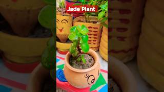 Propagating Jade Plant From Leaf ☘️ 🪴 gardening shorts jade indoorplantplantnursery [upl. by Araec351]