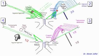 Anatomy of the inguinal region simplified [upl. by Janeczka]