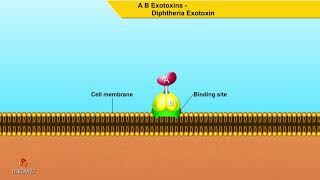 A B Exotoxins Diphtheria Exotoxin  Microbiology animations [upl. by Adniuqal]