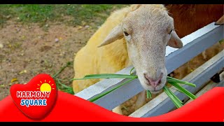 What are Ruminants  More Science on the Learning Videos Channel [upl. by Tosch]