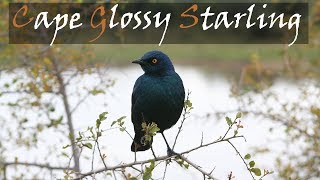 Cape Glossy Starling Bird Call Kruger National Park  Stories Of The Kruger [upl. by Colbert308]