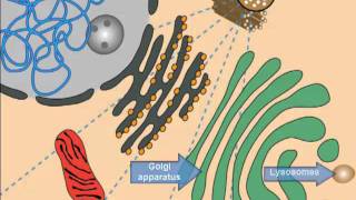 Lysosomal Storage Diseases Cell Introduction [upl. by Edak]